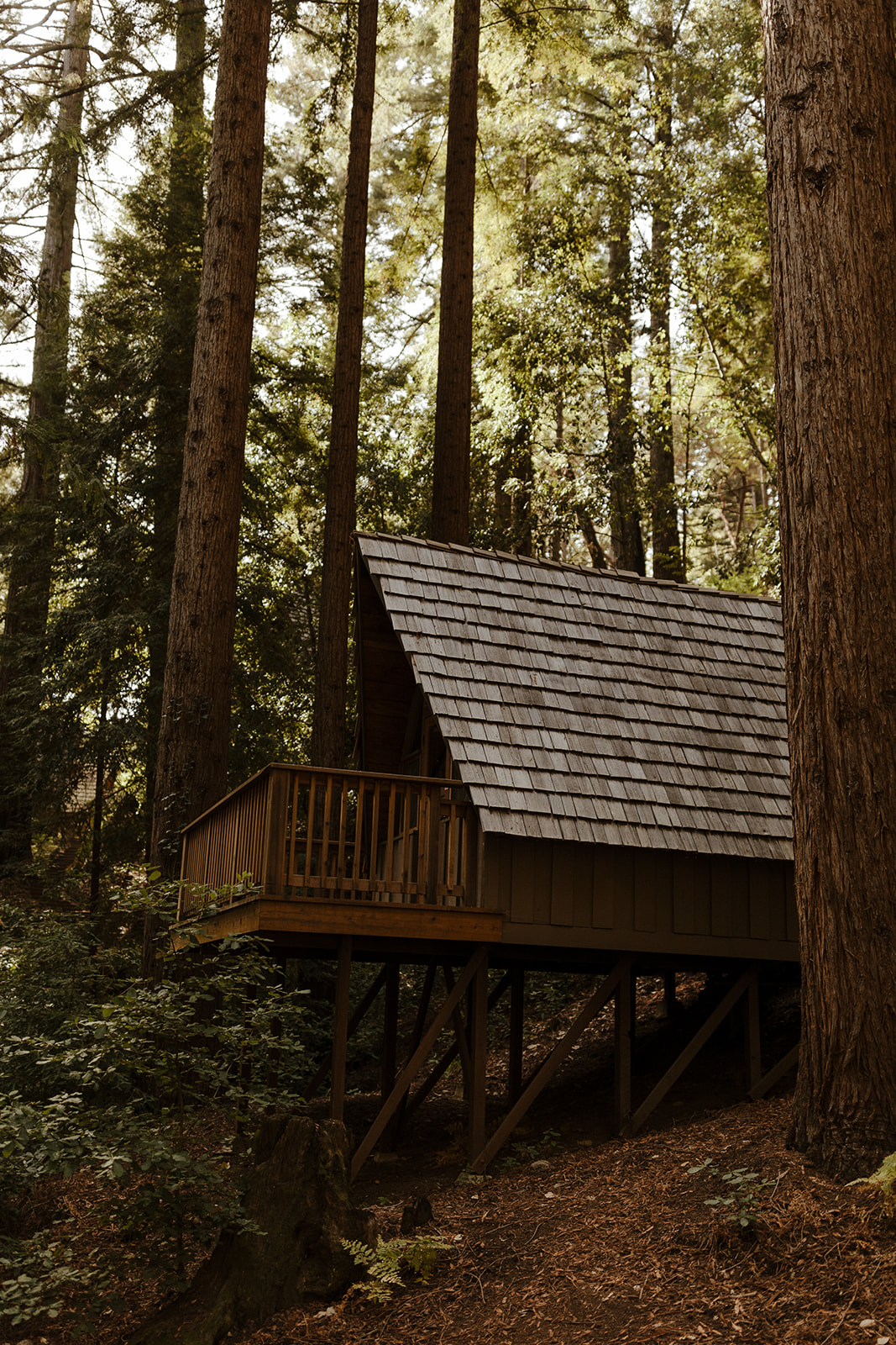 redwood forest wedding details