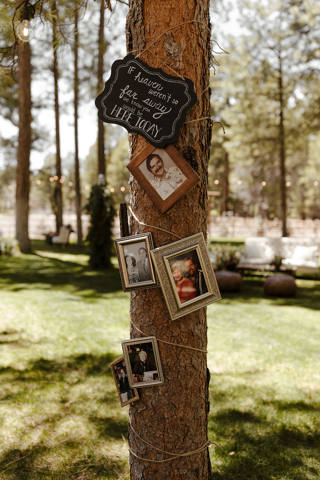 tree decorated with pictures at beautiful forest wedding 