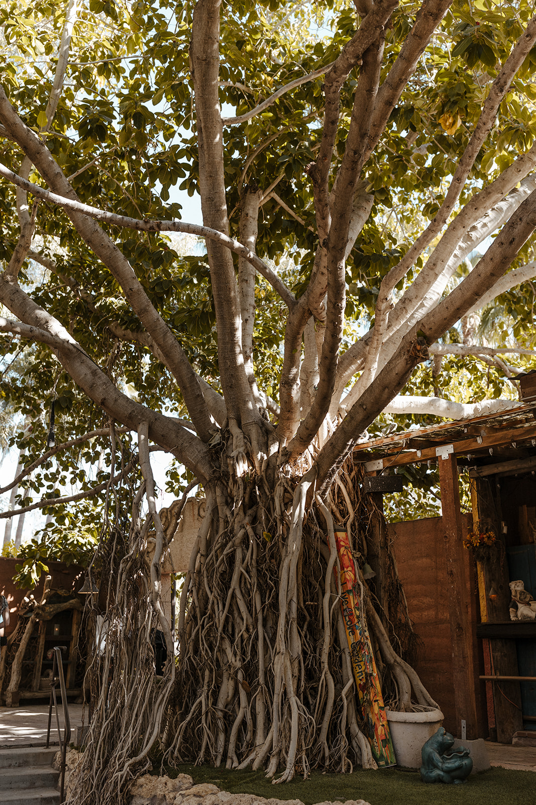 The beautiful Boojum Tree Hidden Gardens is a Top 10 Arizona wedding venue on anyone's list! 