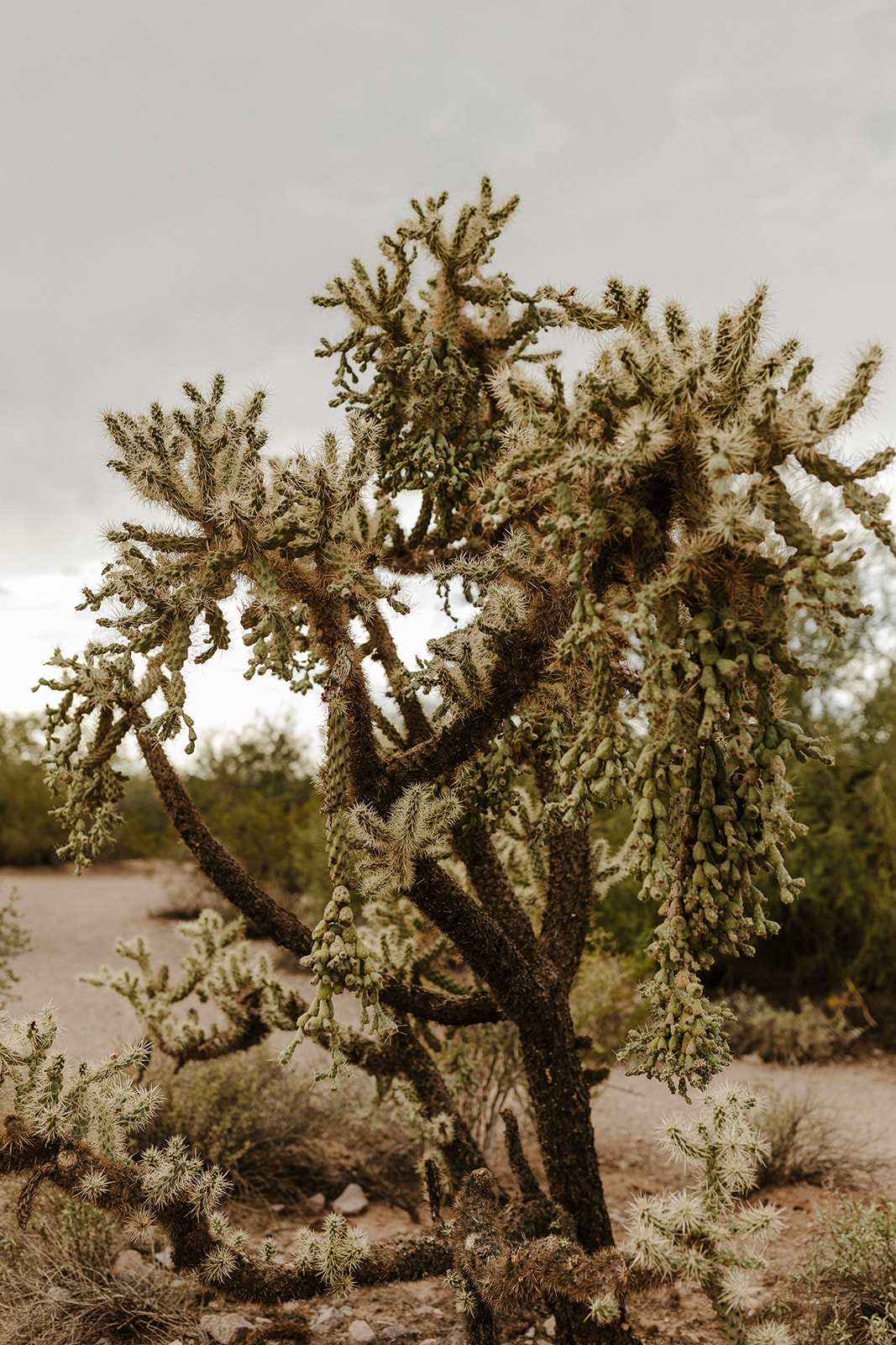 stunning tree stands against the lost dutchman state park nature
