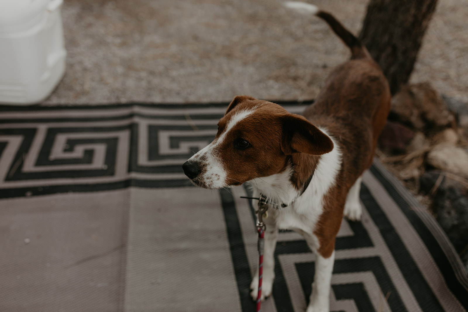 their puppy wonders up to the camera for a closer look 