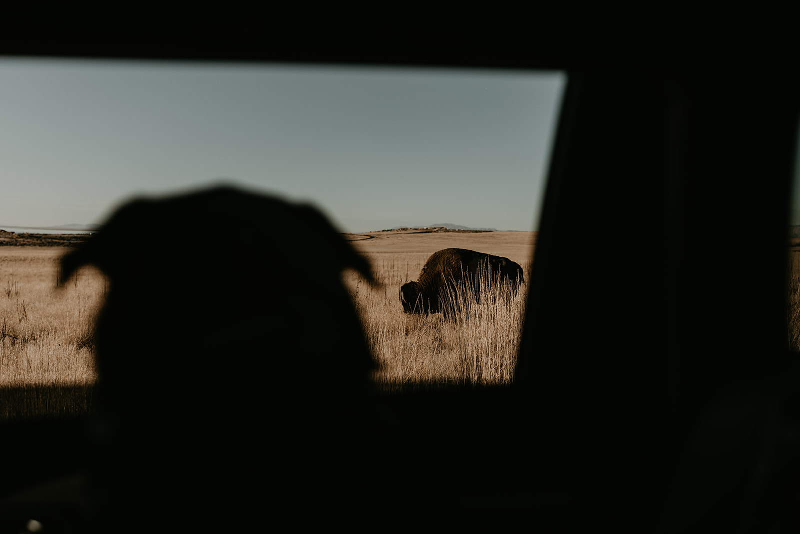 dog looks out of the car window at a Bison