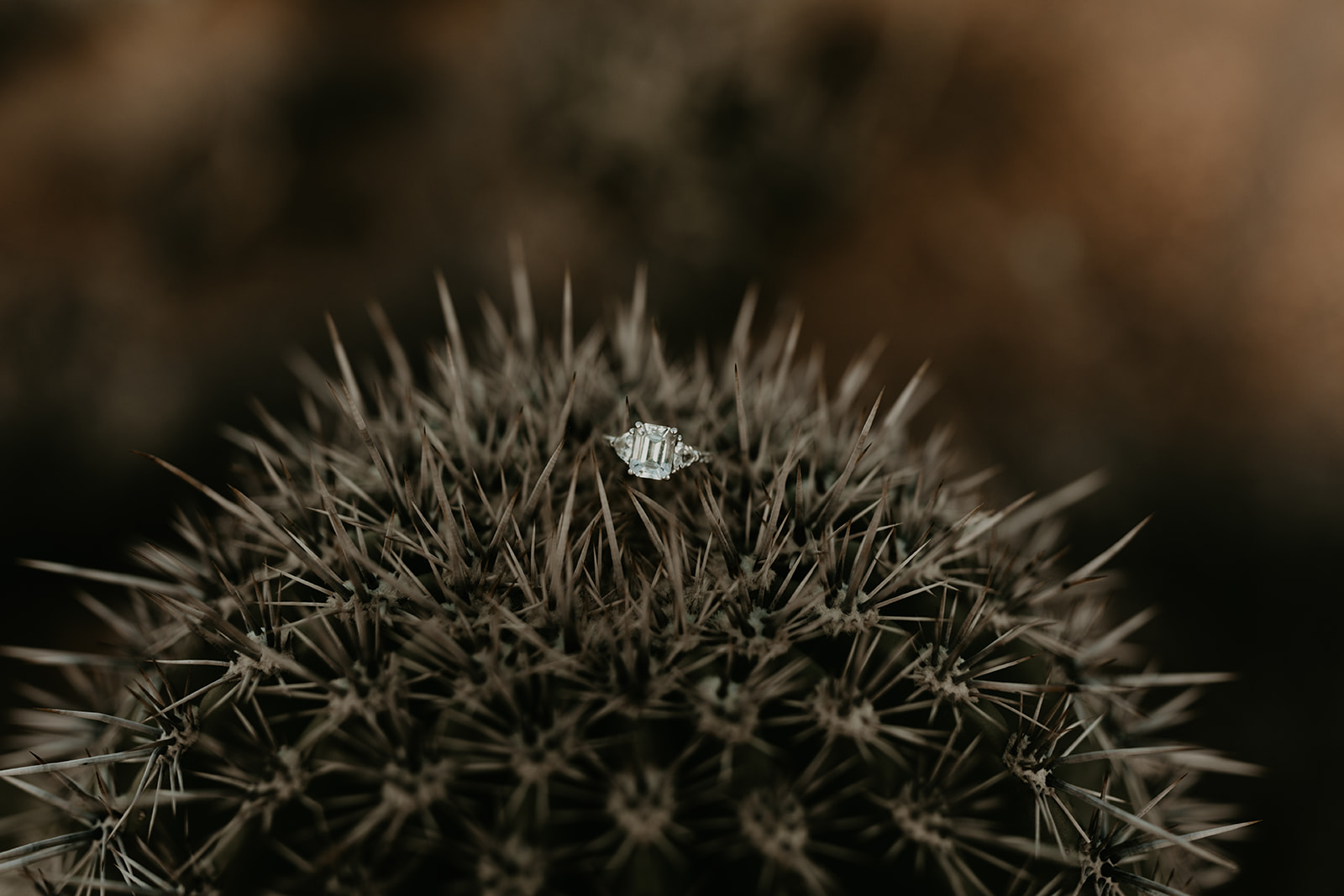 engagement ring photo of it laying on a cactus 