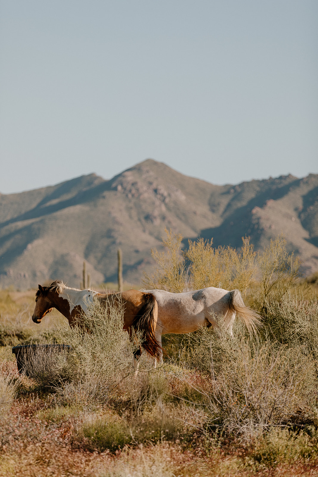 horses stand in the dreamy Arizona desert with the mountains peeking over in the background