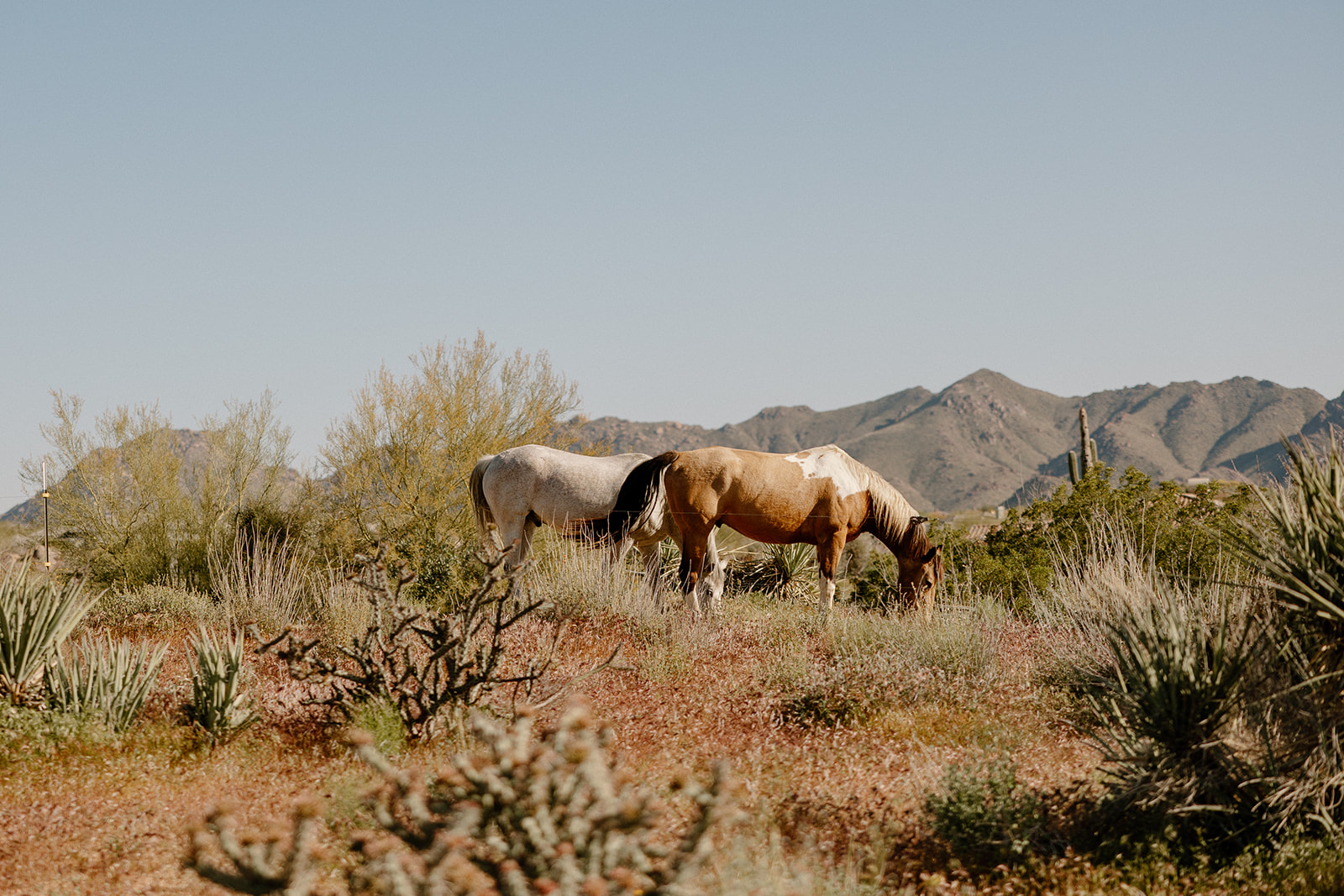 horses stand in the dreamy Arizona desert with the mountains peeking over in the background