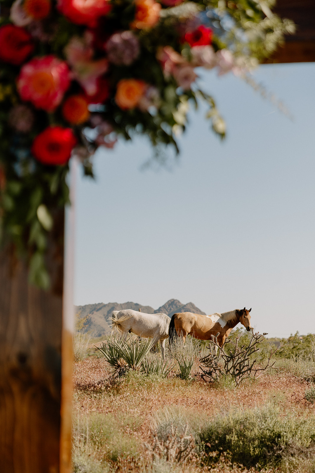 horses stand in the dreamy Arizona desert with the mountains peeking over in the background