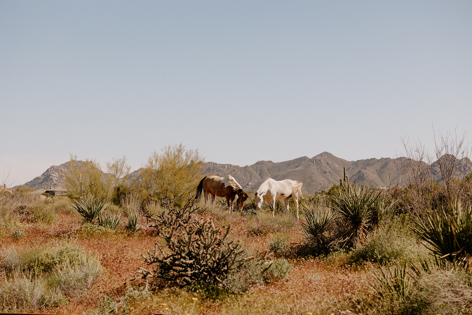 horses stand in the field with a beautiful Arizona mountain in the background