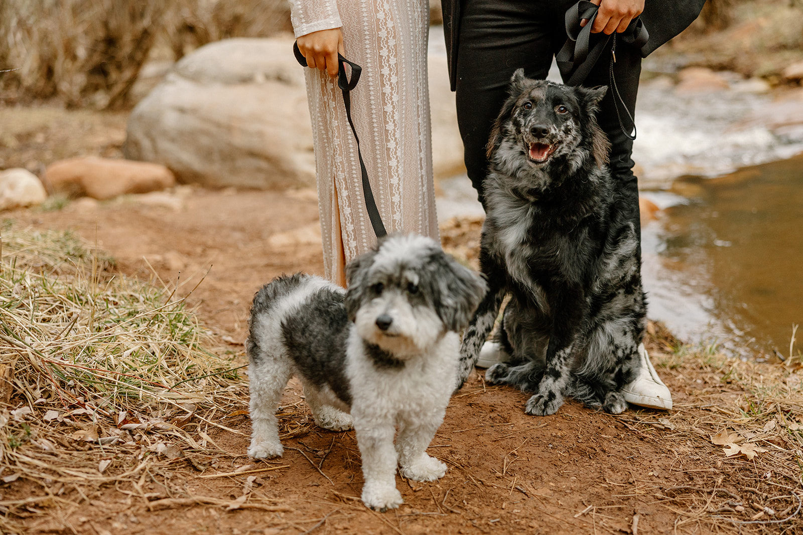 stunning couple pose with their dogs during their Arizona engagement photoshoot!