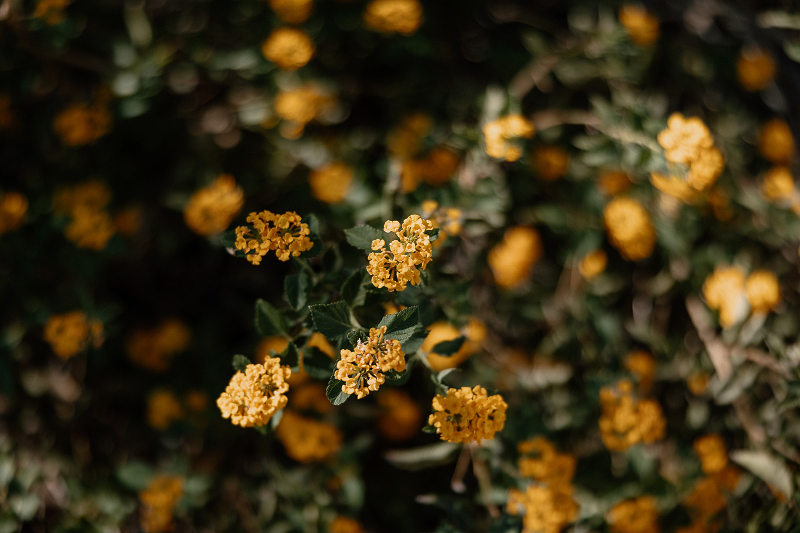 stunning wedding details from a beautiful desert wedding day