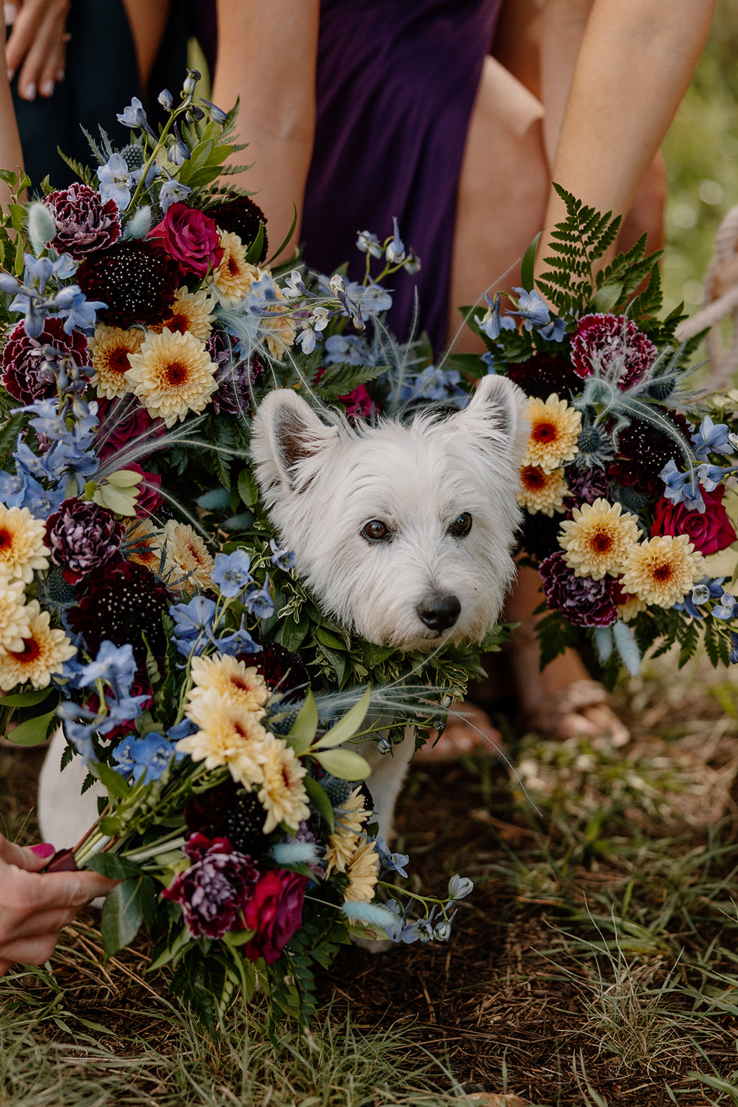 adorable dog poses surrounded flowers showing a great example of how to include your dog in your wedding day!