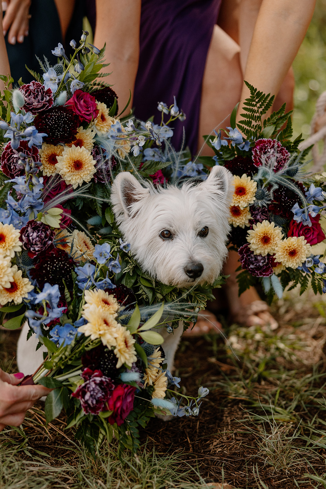 pupper poses for a photo surrounded by bouquets 