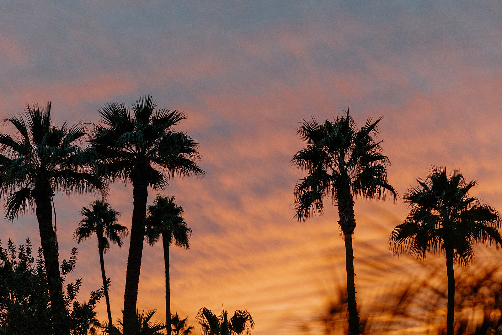 Arizona sunset with palm trees in the sky with bright orange, yellow and purple colors