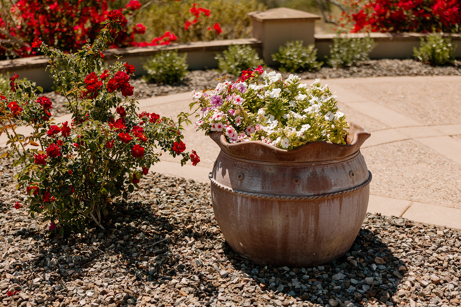 Terracotta pot filled with pastel wildflowers sits beside desert blooms in the sunlit courtyard garden.