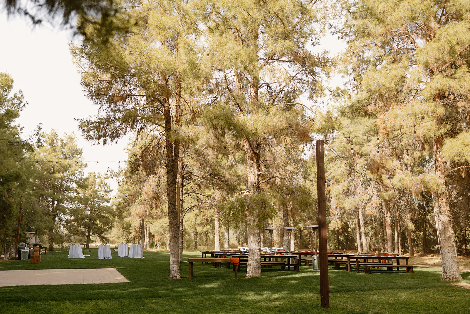 Outdoor reception space with string lights, wood tables, and cocktail rounds nestled beneath towering pines at Schnepf Farms.