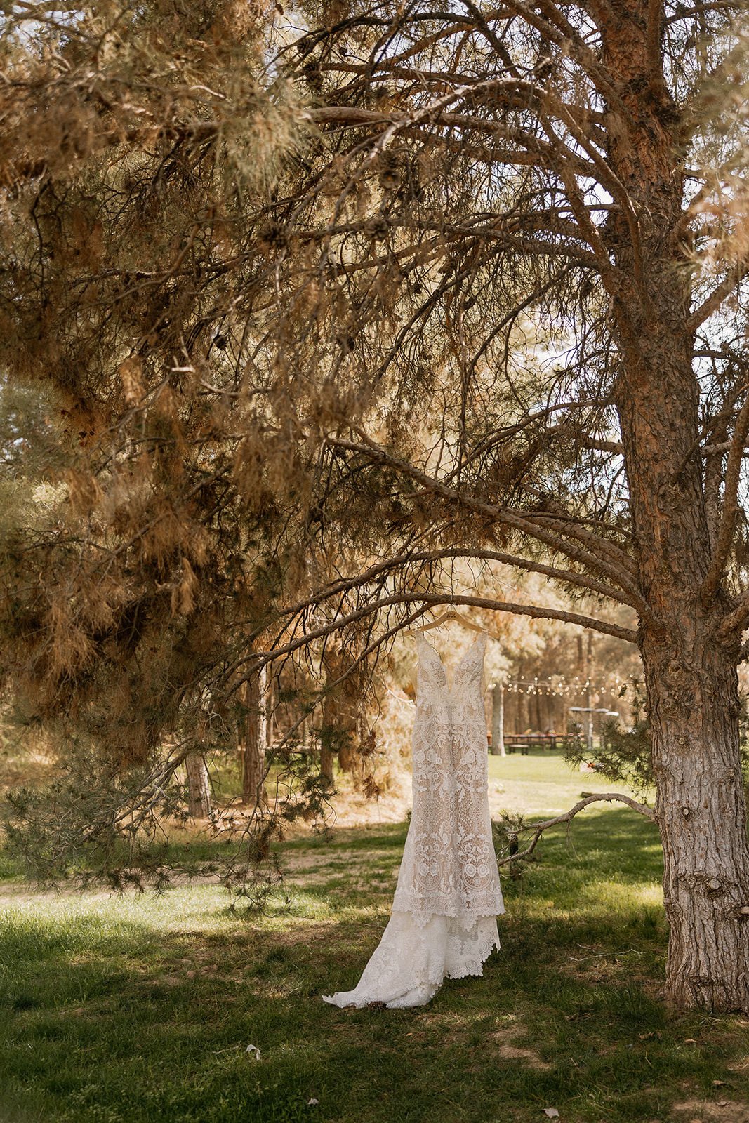 Bride’s lace wedding gown hangs from a tree branch surrounded by soft forest light at Schnepf Farms.
