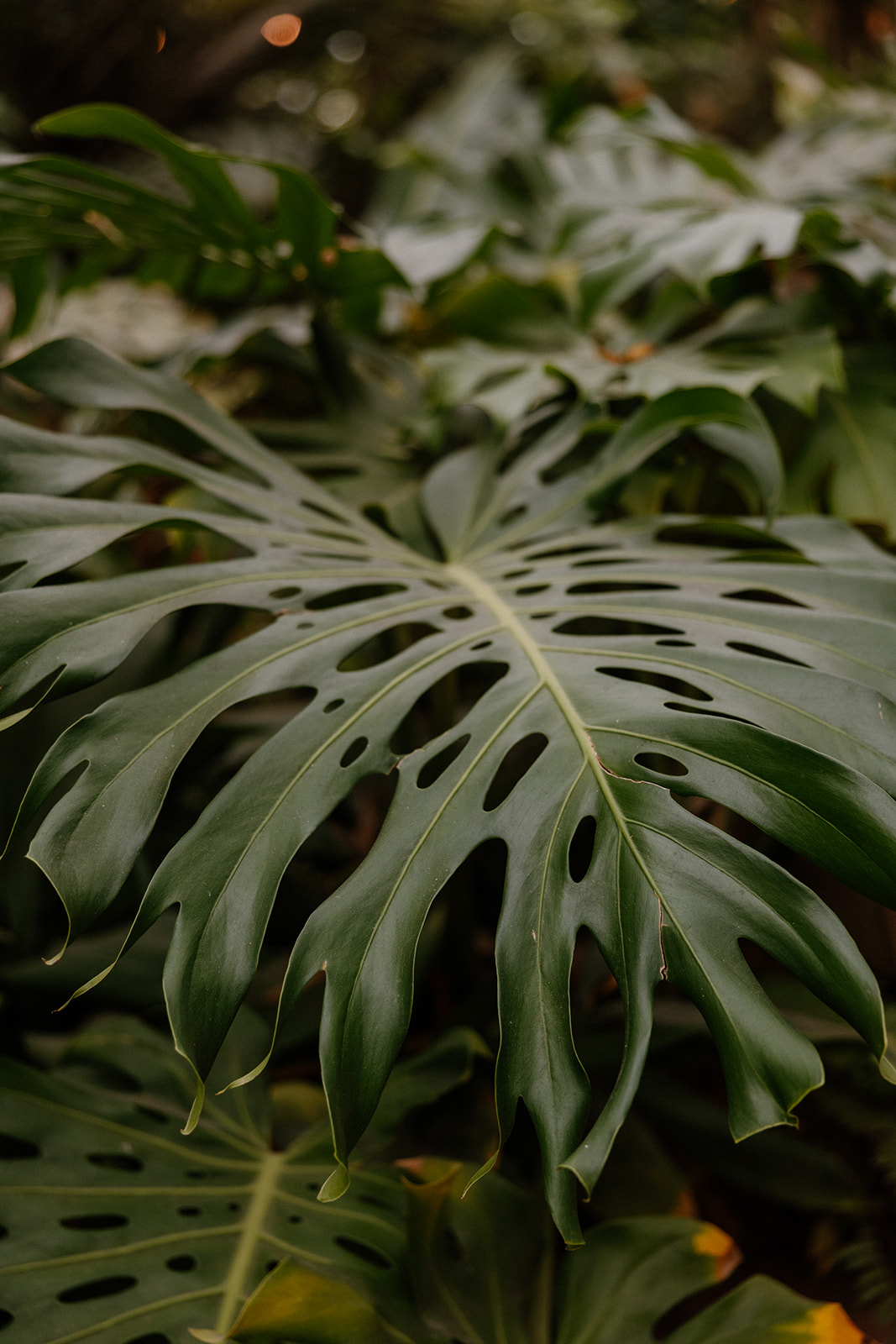 Close-up of tropical monstera leaf detail inside Arizona greenhouse wedding venue
