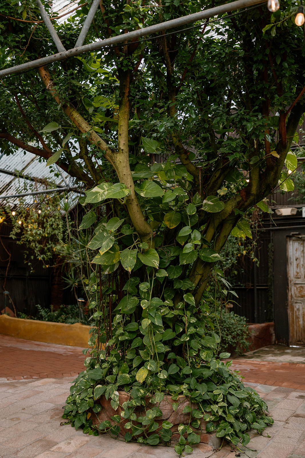 Lush greenery and vine-covered tree inside greenhouse wedding venue at Boojum Tree Gardens
