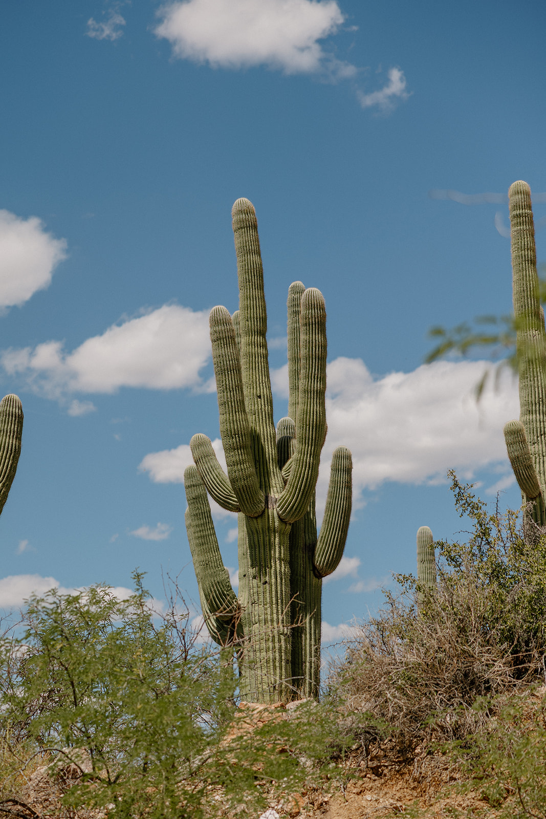 A cactus on the property at Tanque Verde Ranch