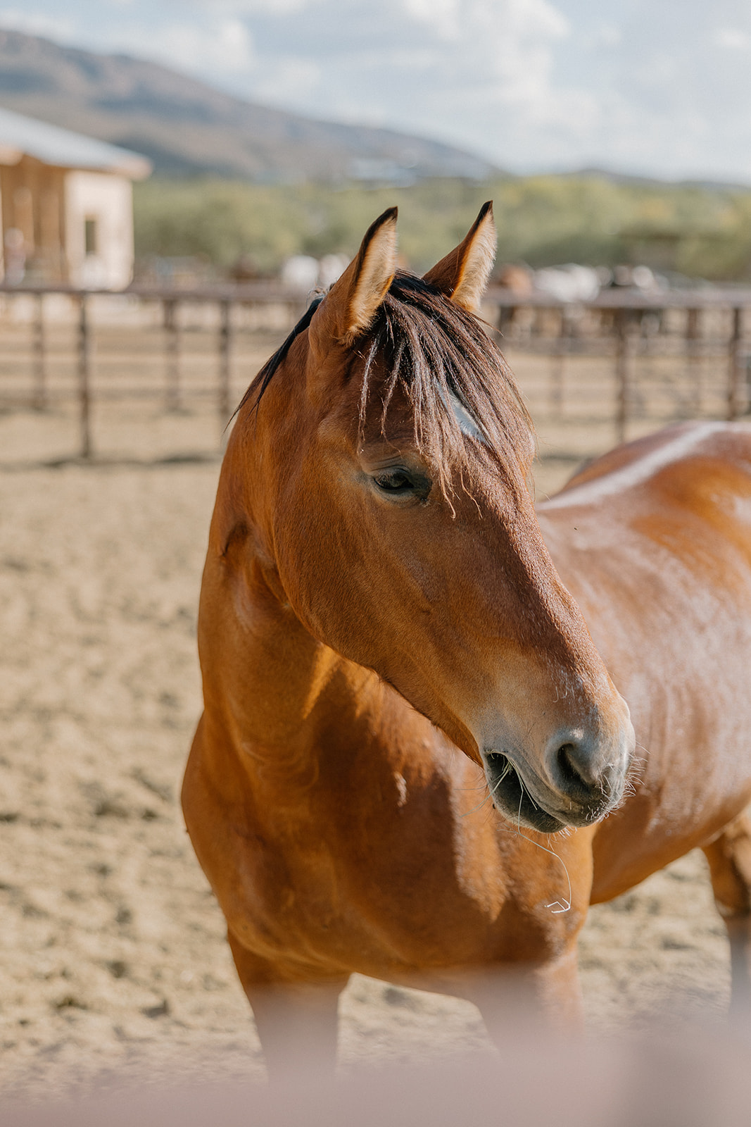 A horse at Tanque Verde Ranch